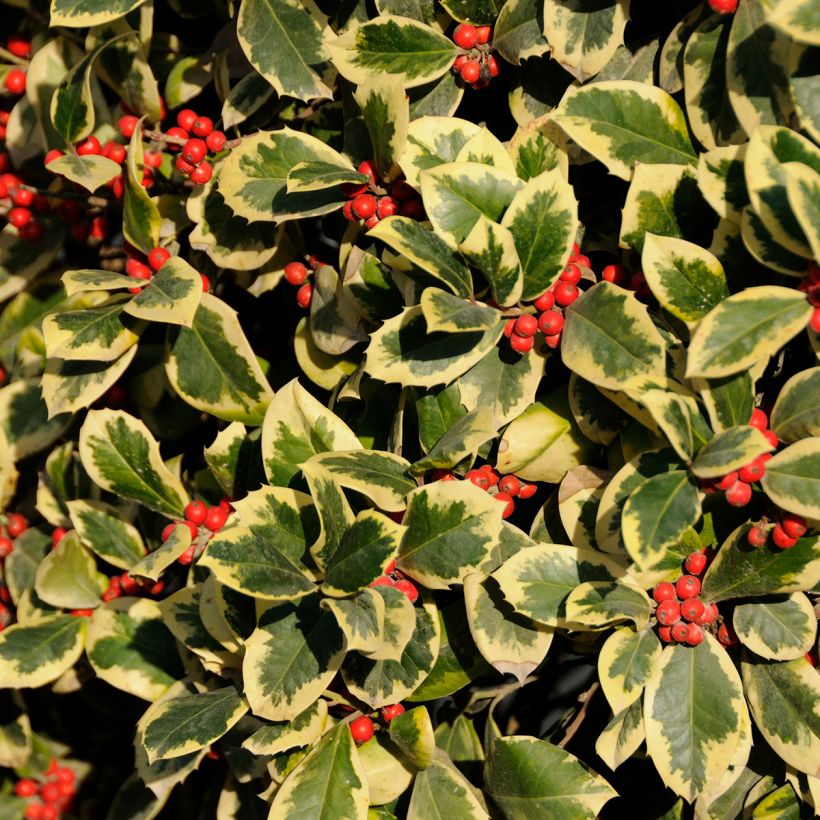 Ilex Golden King - Holly (Foliage)