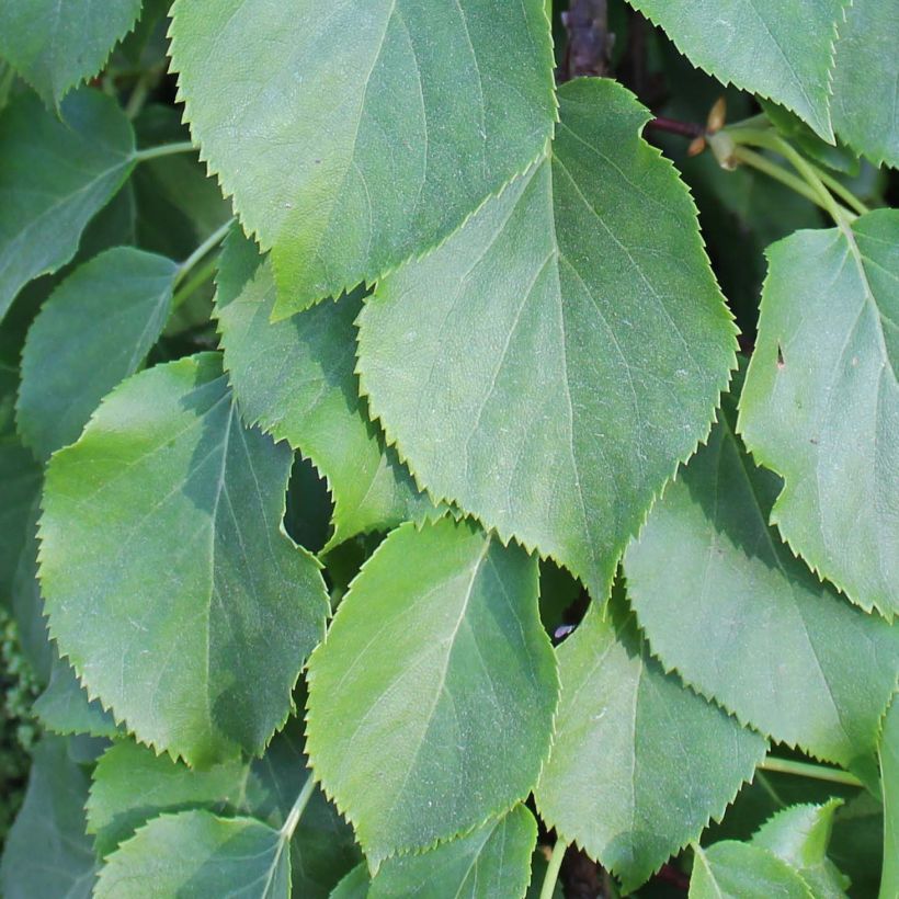 Hydrangea anomala Crug Coral- Climbing Hydrangea (Foliage)