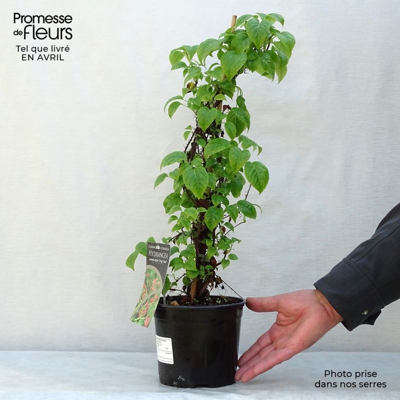Hydrangea anomala Crug Coral- Climbing Hydrangea 2L/3L pot sample as delivered in spring