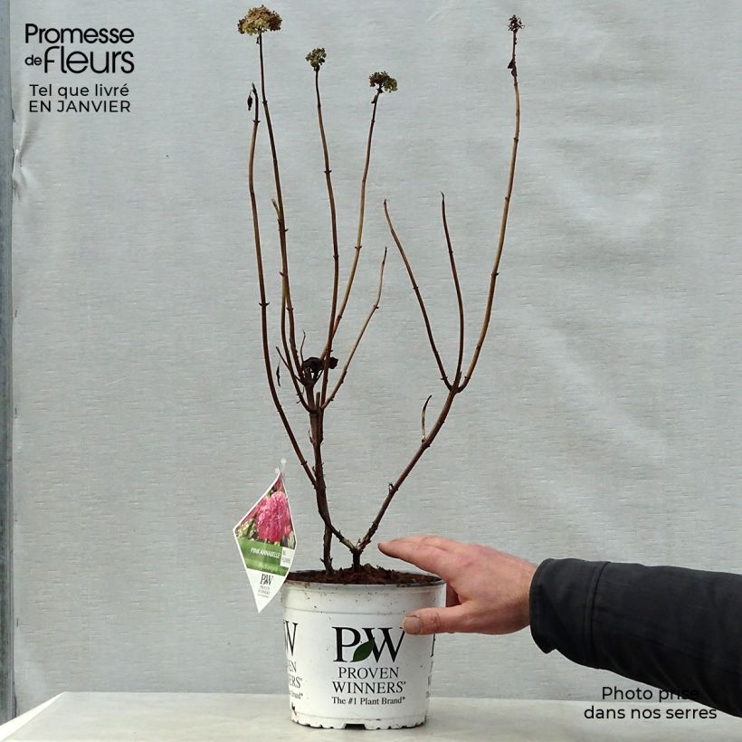 Hydrangea arborescens Annabelle 3L/4L pot sample as delivered in winter