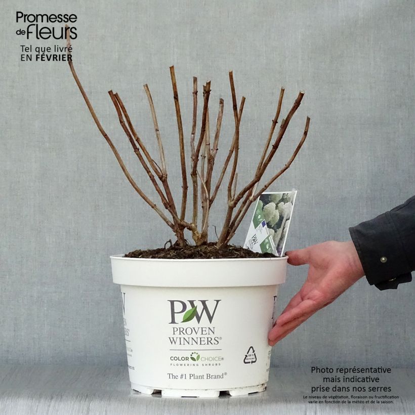 Hydrangea arborescens Strong Annabelle - Incrediball 7.5L/10L pot sample as delivered in winter