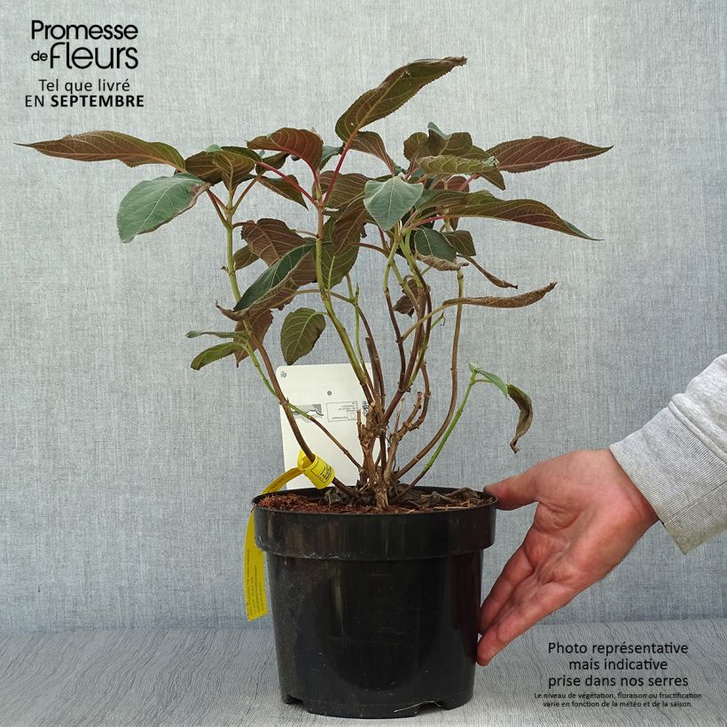 Hydrangea aspera Hot Chocolate 3L/4L pot sample as delivered in autumn