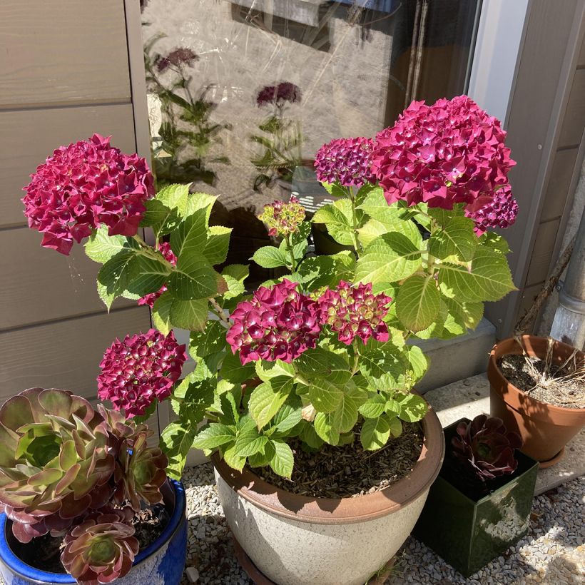 Hydrangea macrophylla Beautensia Dali (Plant habit)