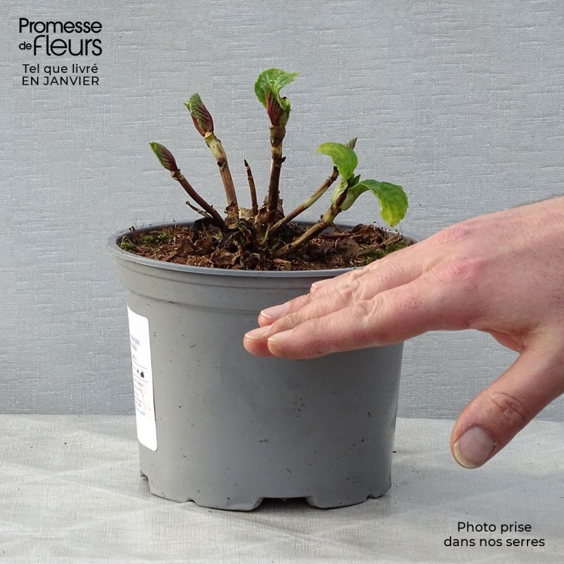 Hydrangea macrophylla Bela 2L/3L pot sample as delivered in winter