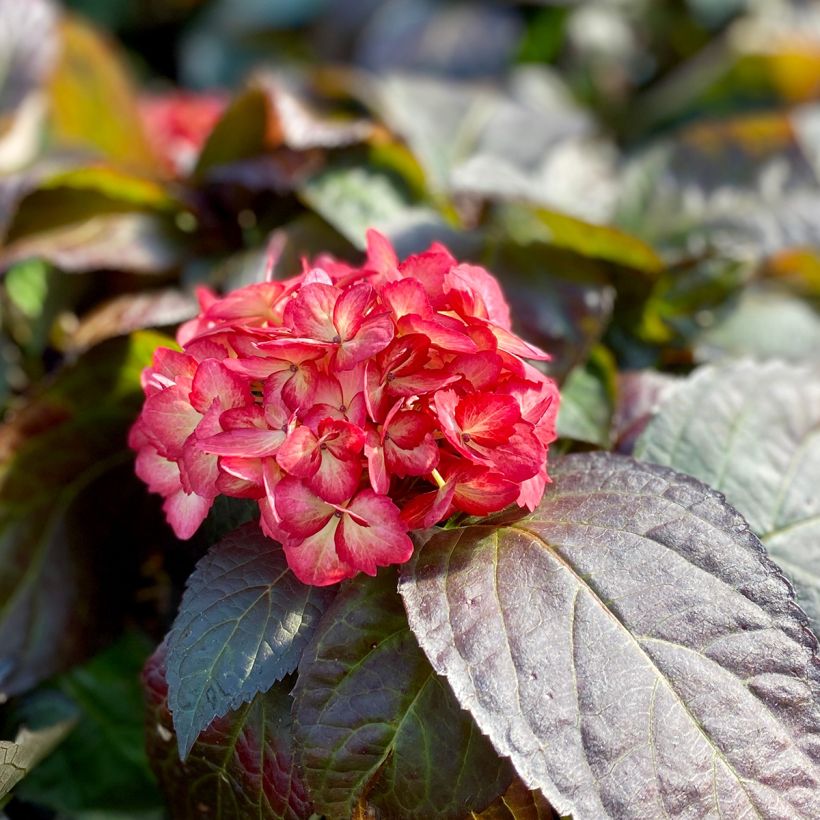 Hydrangea macrophylla Eclipse (Flowering)