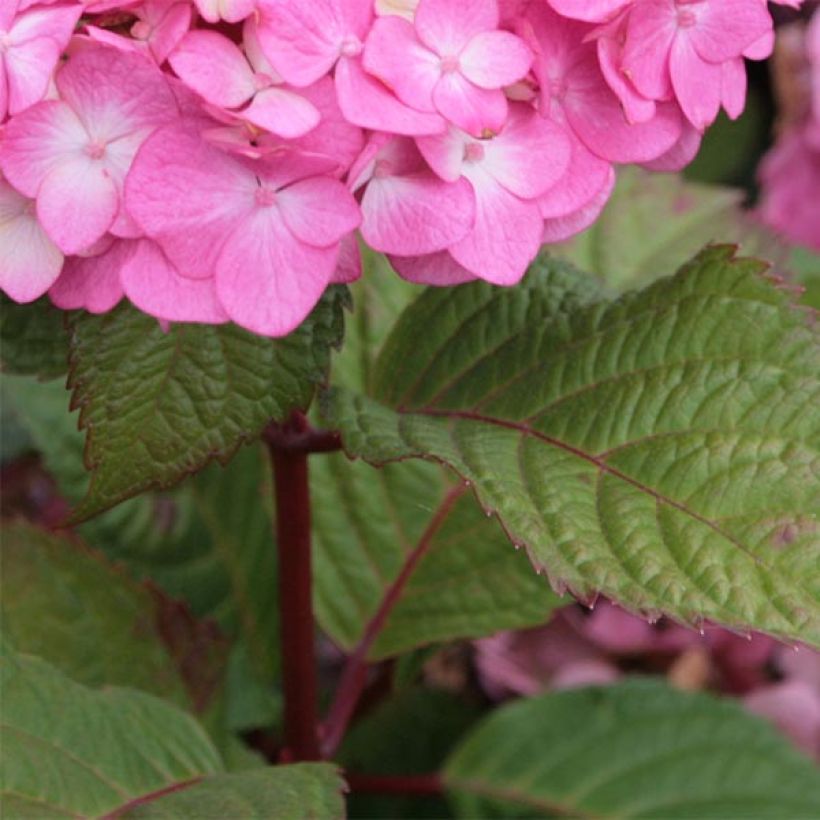 Hydrangea macrophylla Endless Summer Bloomstar (Foliage)