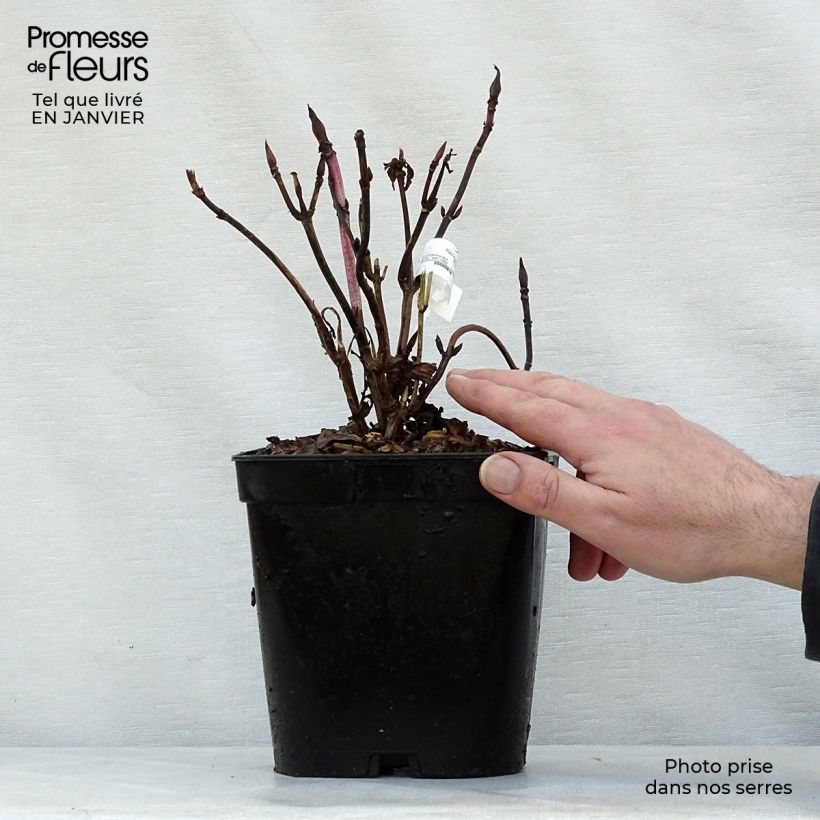 Hydrangea macrophylla Generale Vicomtesse de Vibraye 2L/3L pot sample as delivered in winter