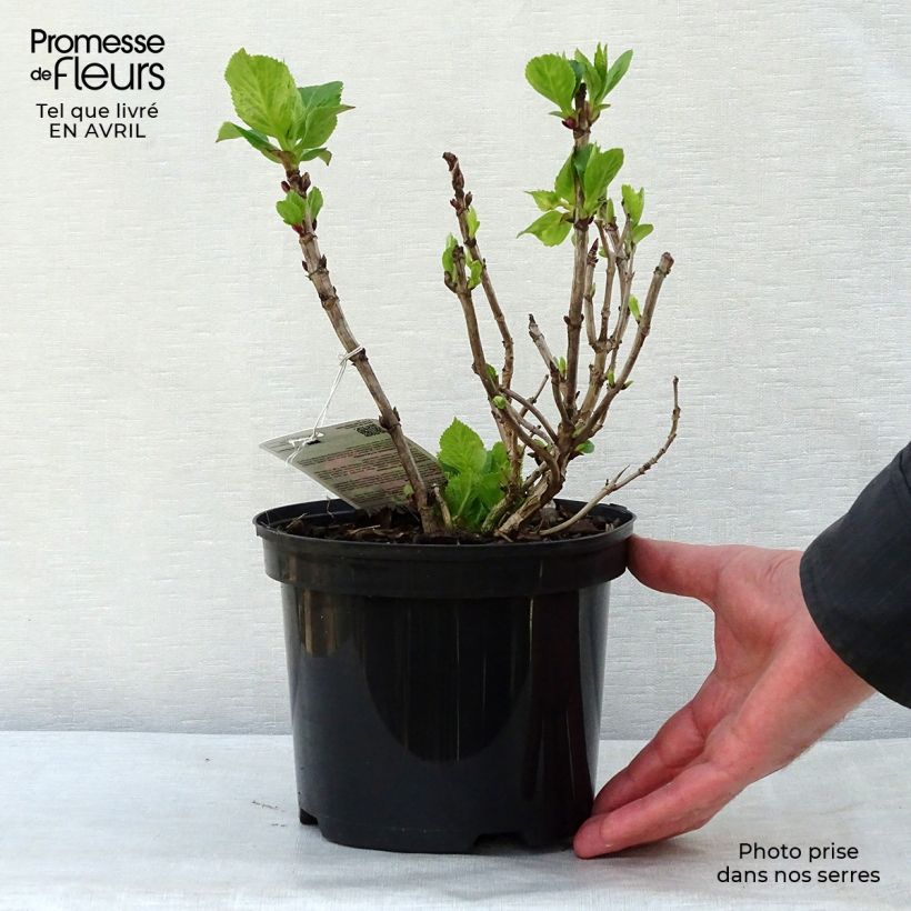 Hydrangea macrophylla Gertrud Glahn 2L/3L pot sample as delivered in spring