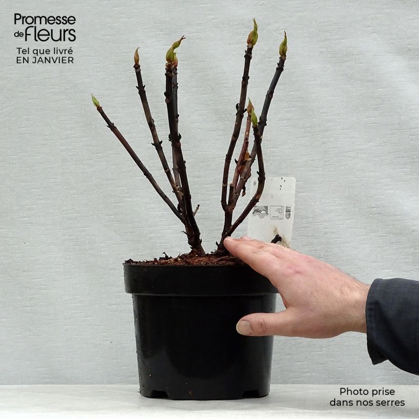 Hydrangea macrophylla Leuchtfeuer 2L/3L pot sample as delivered in winter