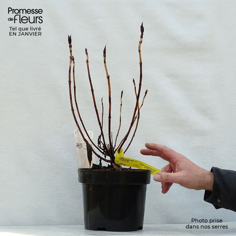 Hydrangea macrophylla Miraï 3L/4L pot sample as delivered in winter