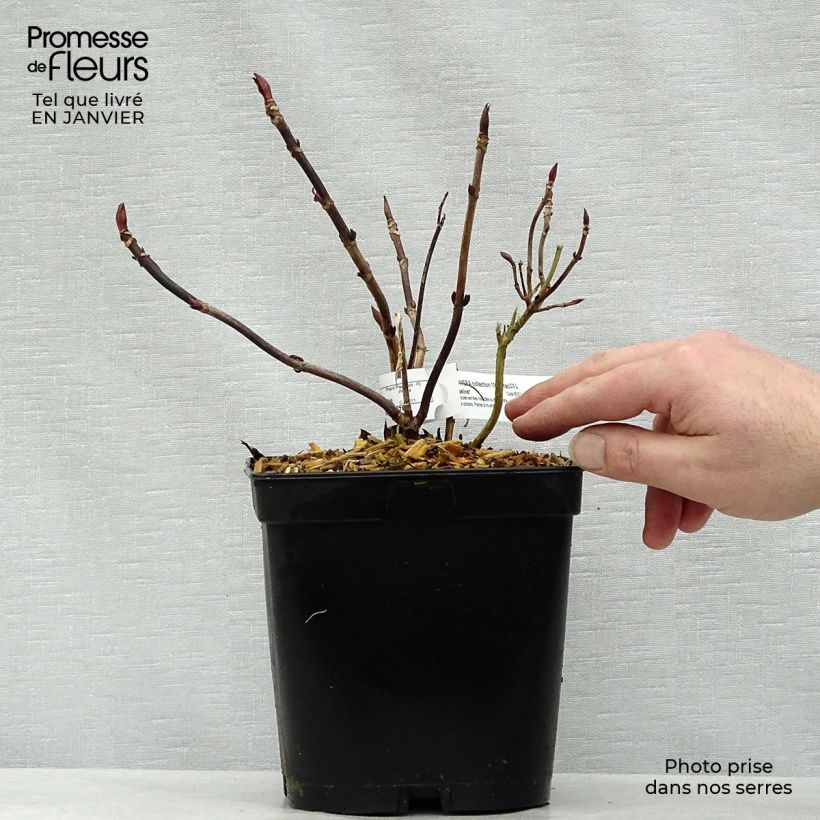 Hydrangea macrophylla Mousseline 2L/3L pot sample as delivered in winter