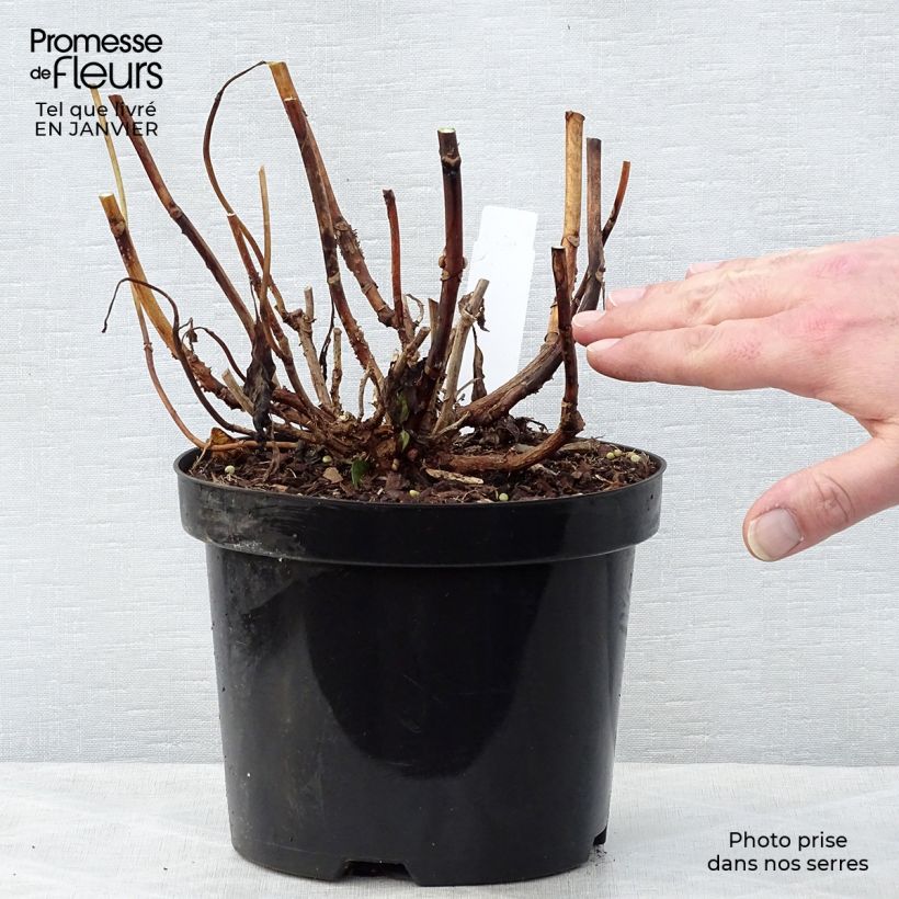 Hydrangea&#x20;macrophylla&#x20;Princess&#x20;Diana&#x20;3L&#x2F;4L&#x20;pot&#x20;sample&#x20;as&#x20;delivered&#x20;in&#x20;winter