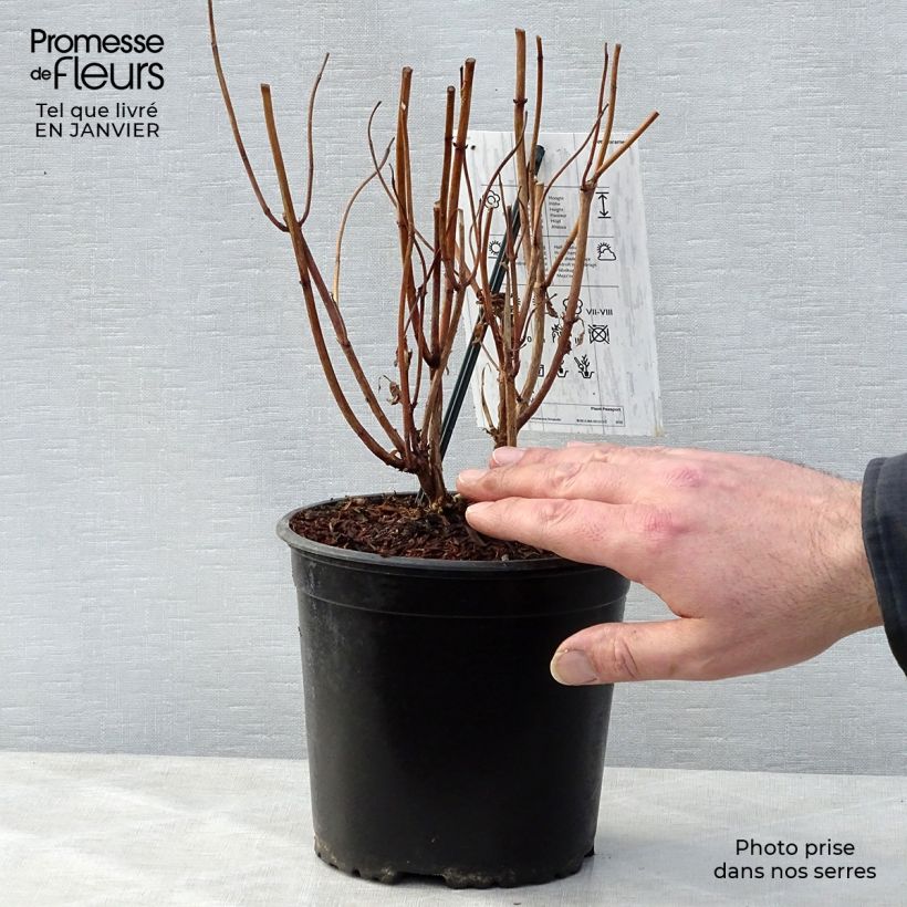 Hydrangea macrophylla Schneeball 2L/3L pot sample as delivered in winter