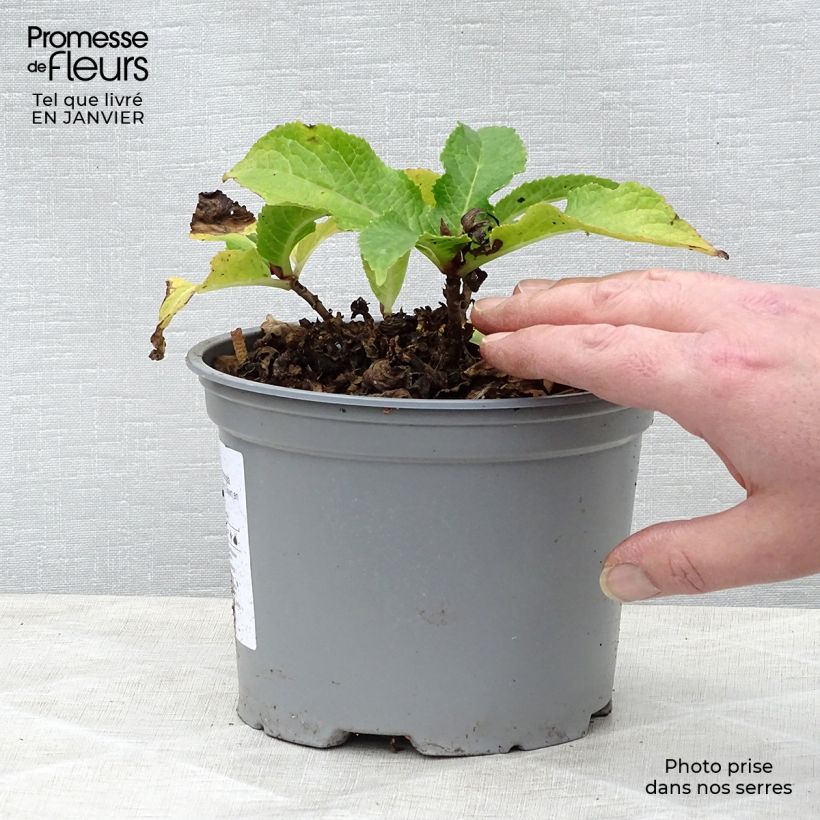 Hydrangea macrophylla Wedding Gown 1.5L/2L pot sample as delivered in winter