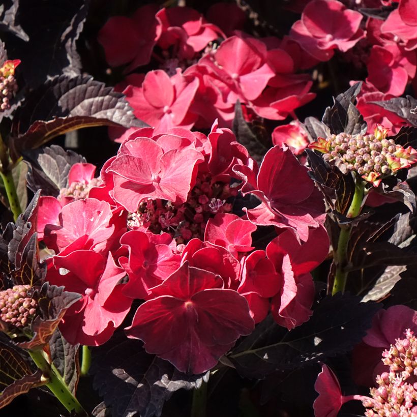 Hydrangea macrophylla x serrata After Midnight - Mophead Hydrangea (Flowering)