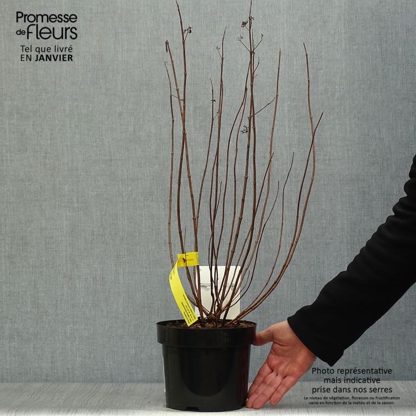 Hydrangea paniculata Confetti 2L/3L pot sample as delivered in winter