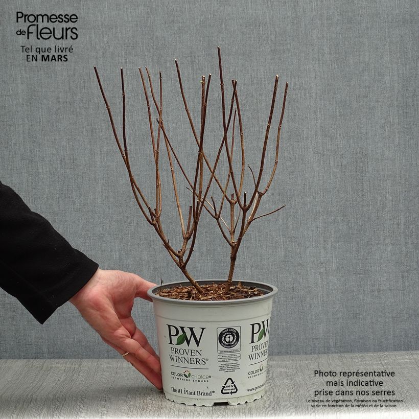 Hydrangea paniculata Confetti 2L/3L pot sample as delivered in spring