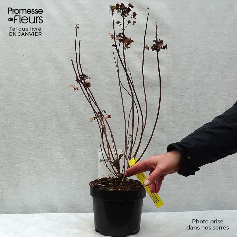 Hydrangea paniculata Darts Little Dot 3L/4L pot sample as delivered in winter