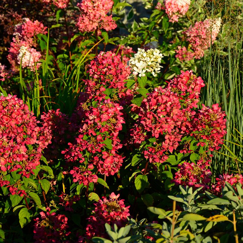 Hydrangea paniculata Diamant Rouge (Plant habit)