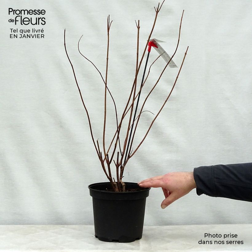 Hydrangea paniculata Diamantino 3L/4L pot sample as delivered in winter