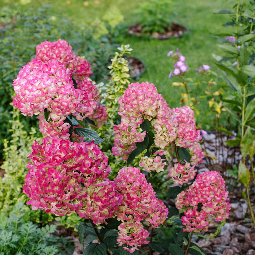 Hydrangea paniculata Framboisine (Plant habit)
