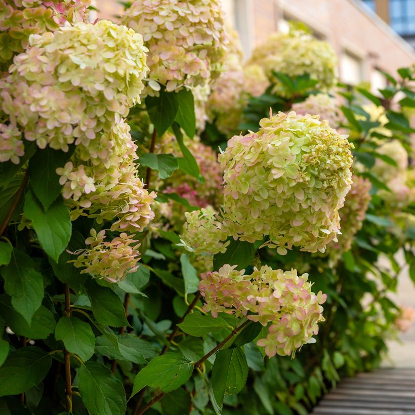 Hydrangea paniculata Graffiti (Plant habit)
