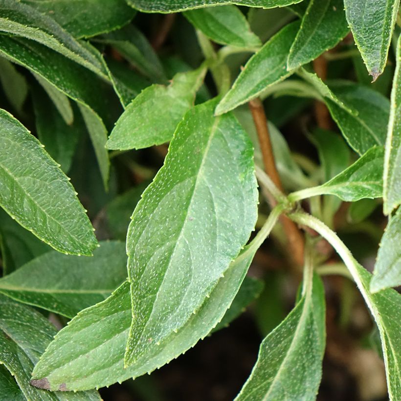 Hydrangea paniculata Groundbreaker (Foliage)