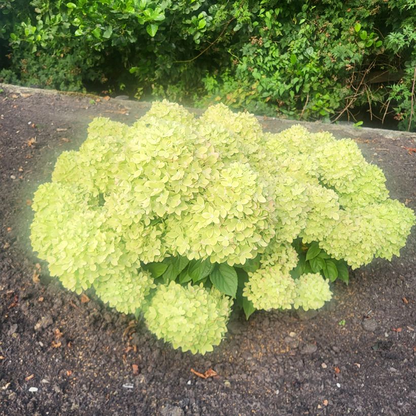 Hydrangea paniculata Groundbreaker Greeny (Plant habit)
