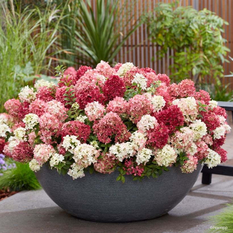 Hydrangea paniculata Groundbreaker Ruby (Flowering)