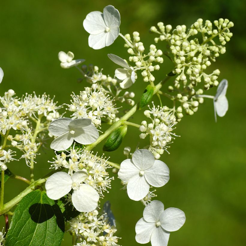 Hydrangea paniculata Kyushu (Flowering)