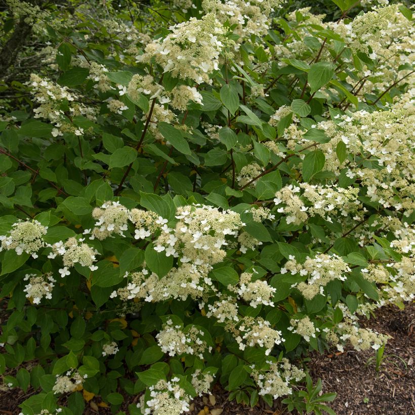 Hydrangea paniculata Kyushu (Plant habit)