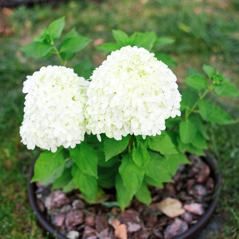 Hydrangea paniculata Little Spooky (Plant habit)
