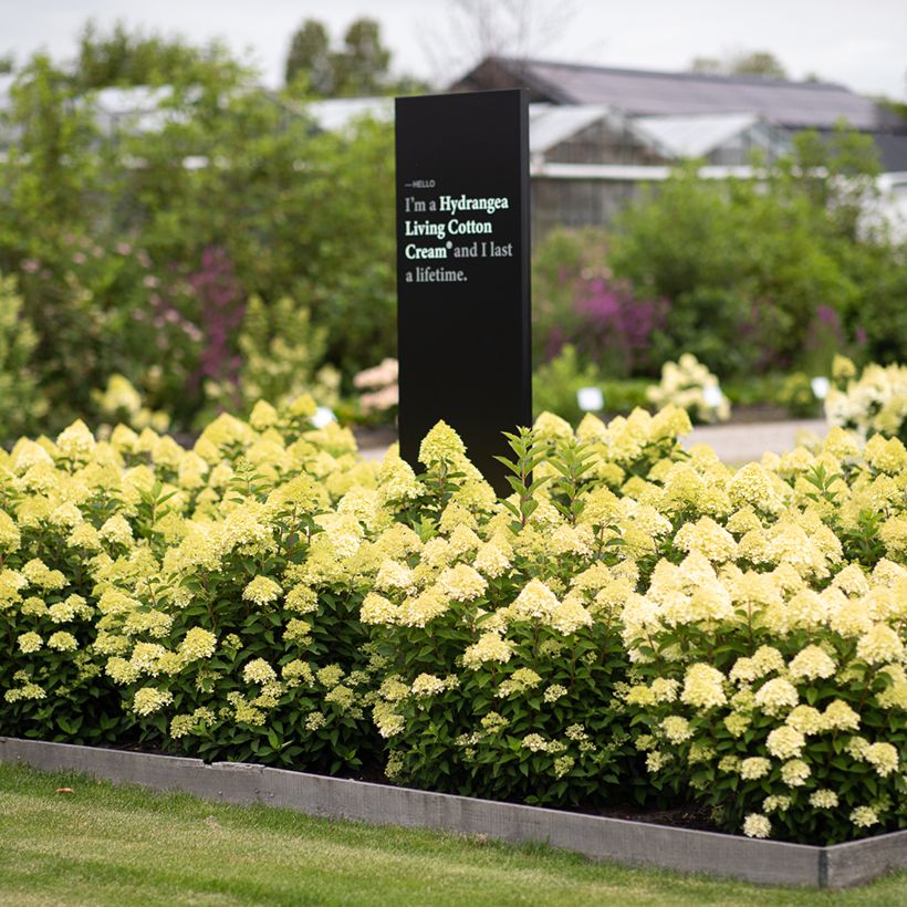 Hydrangea paniculata Living Cotton Cream (Plant habit)