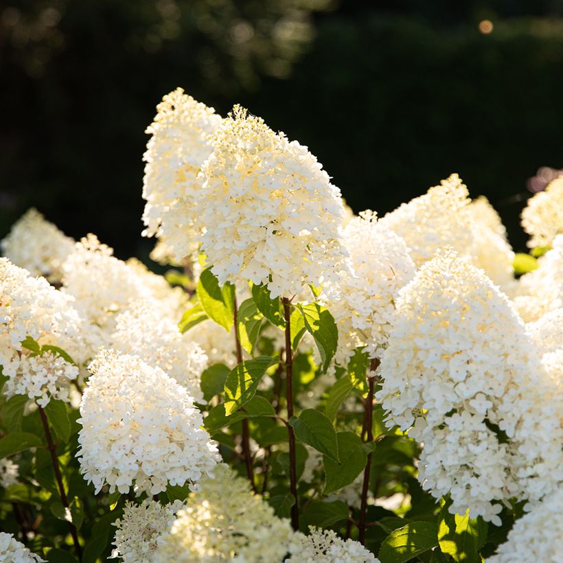 Hydrangea paniculata Living Sugar Rush  (Flowering)