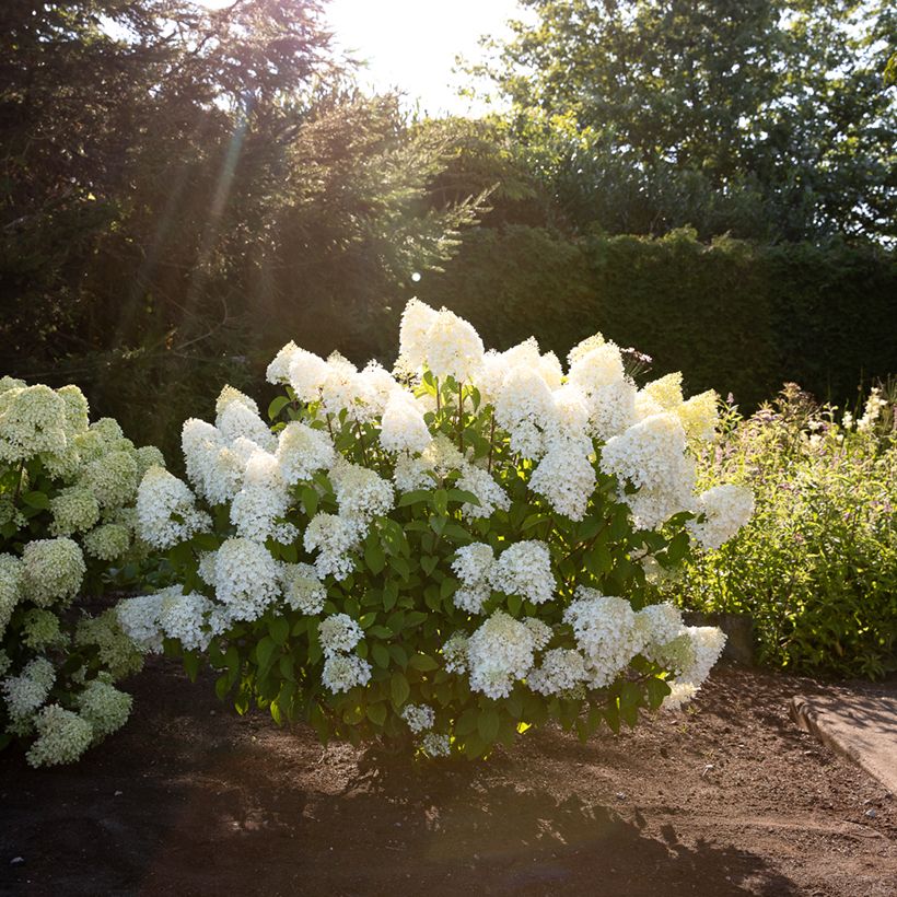 Hydrangea paniculata Living Sugar Rush  (Plant habit)