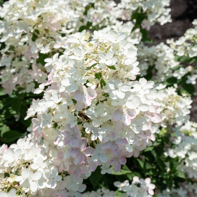 Hydrangea paniculata Living Touch of Pink (Flowering)