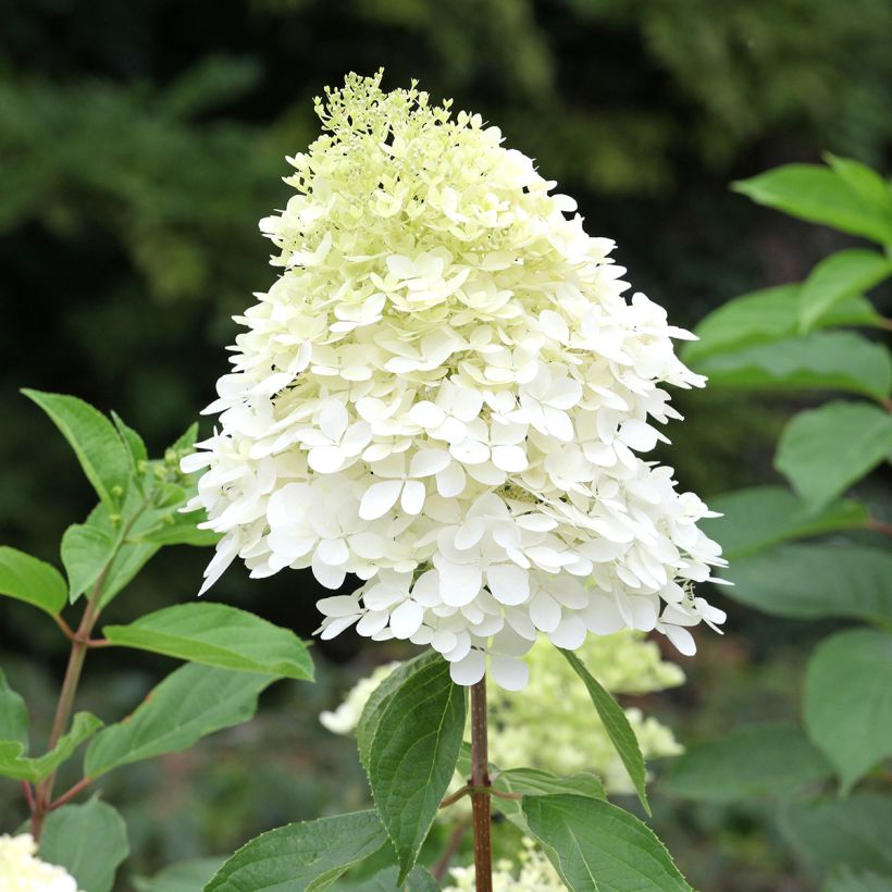 Hydrangea paniculata Phantom - Panicle Hydrangea (Flowering)
