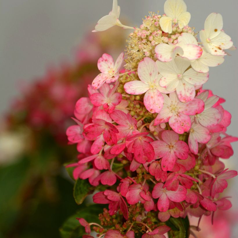 Hydrangea paniculata Pinky Winky (Flowering)