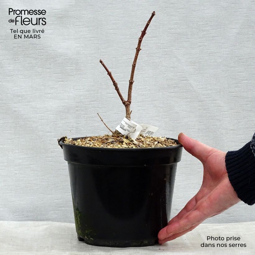 Hydrangea paniculata Polestar 3L/4L pot sample as delivered in winter