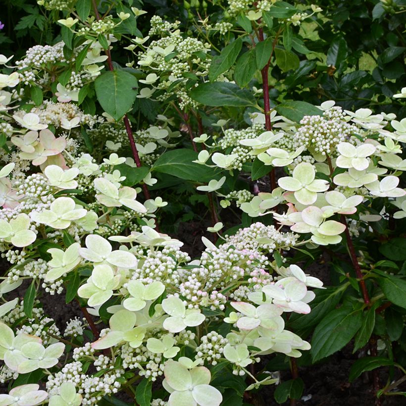 Hydrangea paniculata Prim'Red®  (Flowering)