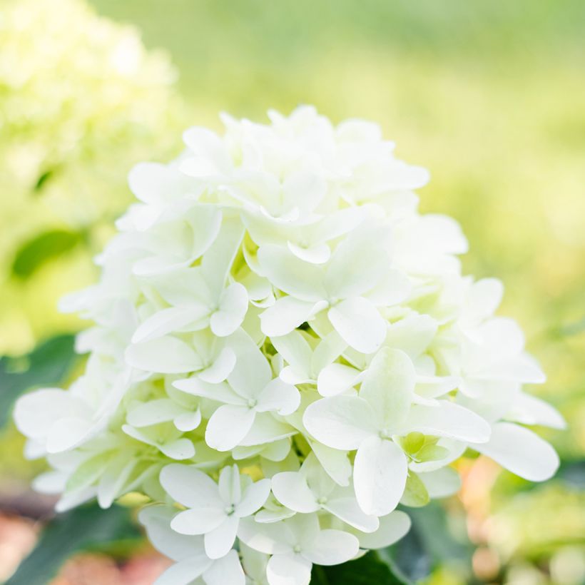 Hydrangea paniculata Skyfall (Flowering)