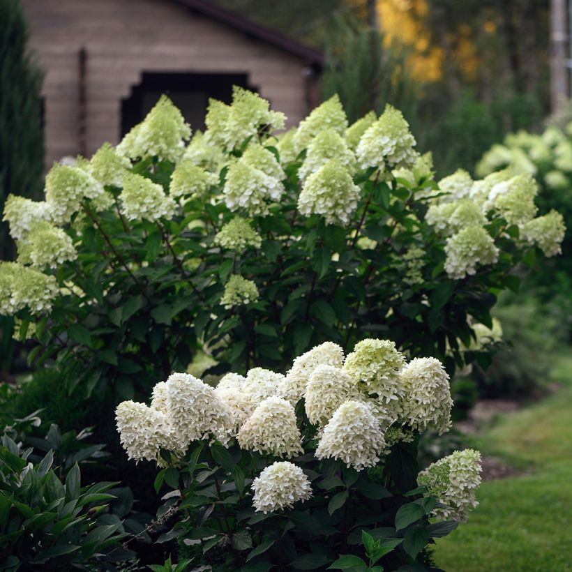 Hydrangea paniculata Skyfall (Plant habit)