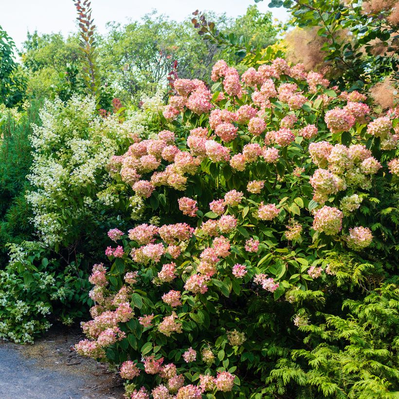 Hydrangea paniculata Sundae Fraise (Plant habit)