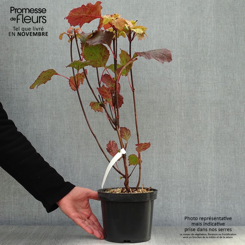 Hydrangea quercifolia Alice 2L/3L pot sample as delivered in autumn