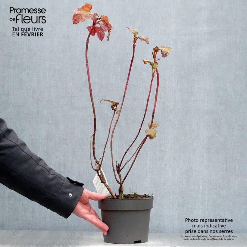 Hydrangea quercifolia Alice 2L/3L pot sample as delivered in winter