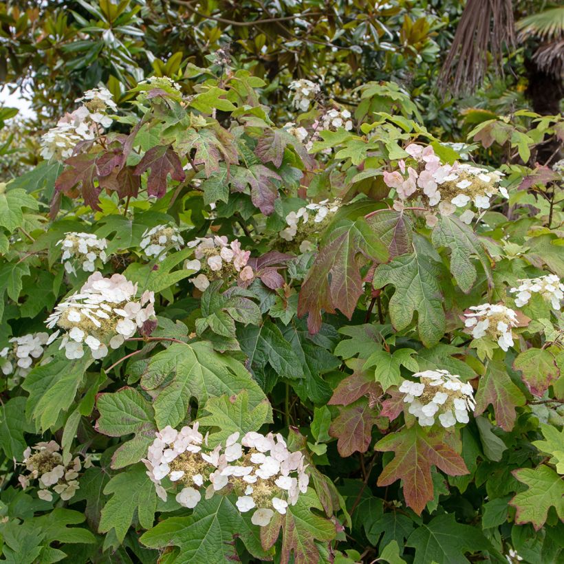 Hydrangea quercifolia Alice (Plant habit)