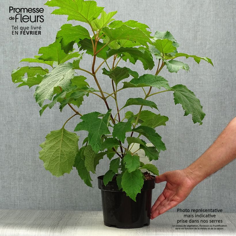 Hydrangea quercifolia Burgundy 2L/3L pot sample as delivered in autumn