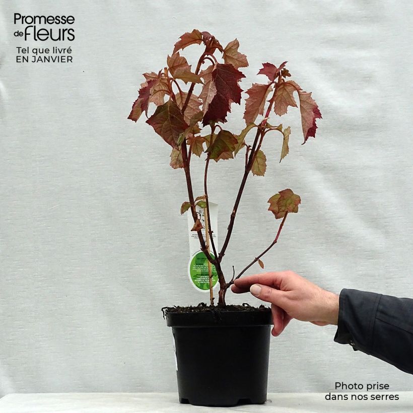 Hydrangea quercifolia Harmony 2L/3L pot sample as delivered in winter