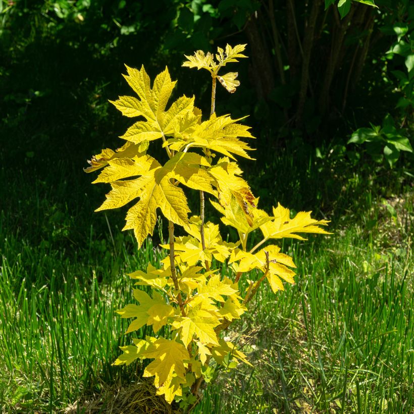 Hydrangea quercifolia Little Honey (Plant habit)
