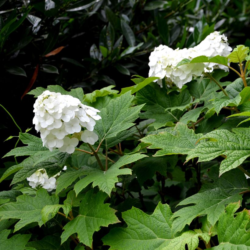Hydrangea quercifolia Snow Queen (Flowering)
